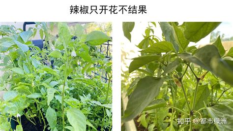 辣椒不開花|为什么种的辣椒只开花不结果？